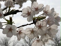 春暖花開忙踏青 安全防范在身邊