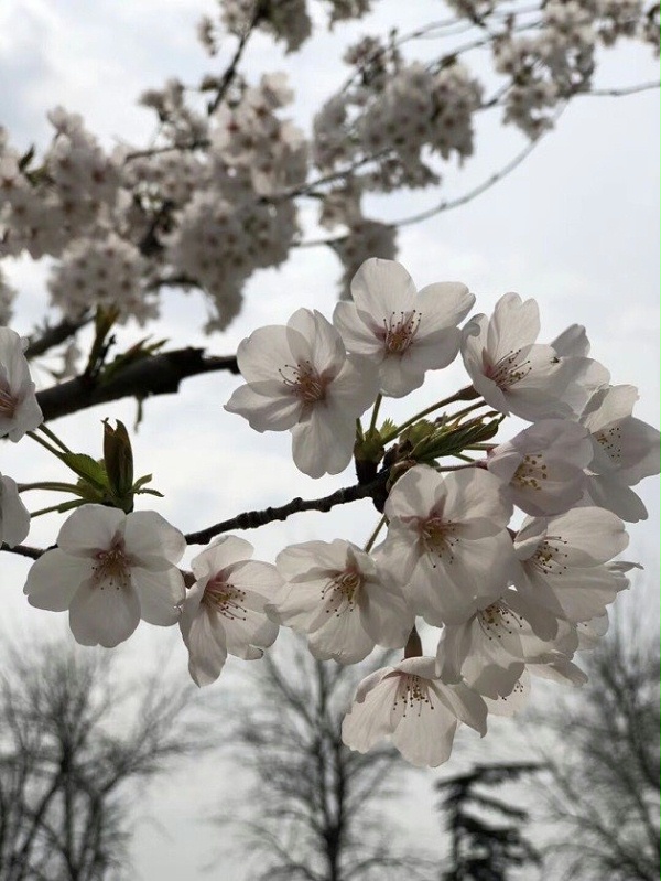 春暖花開忙踏青